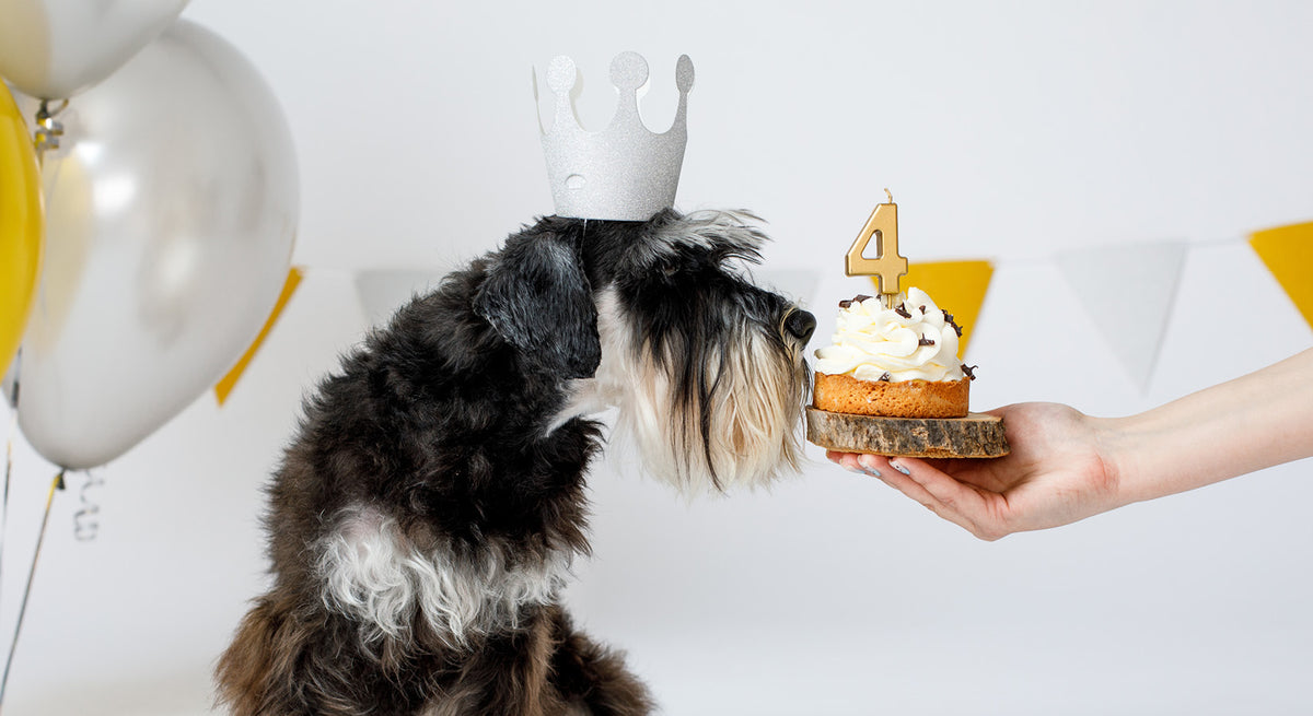 Delicious dog-friendly cake recipes
