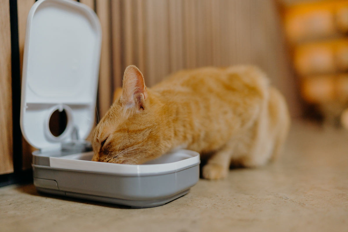 One-meal Automatic Pet Feeder (C100)