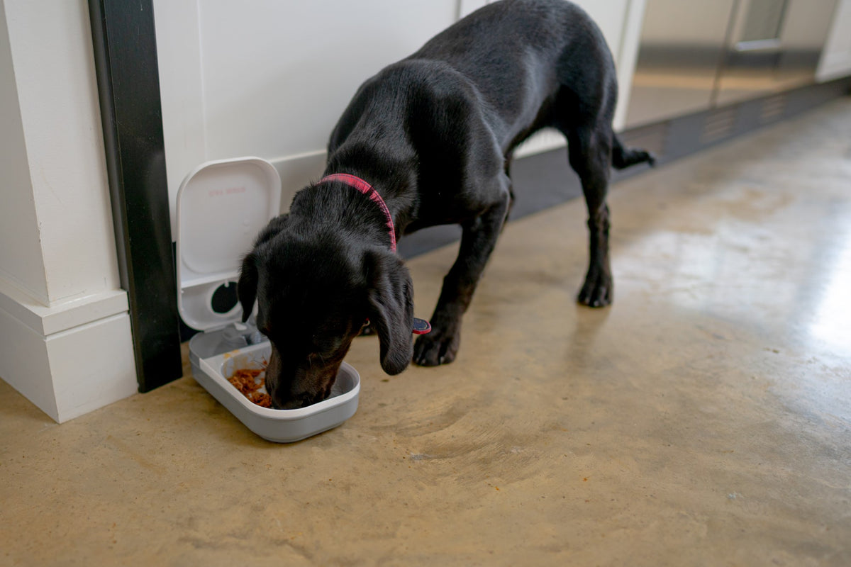 One-meal Automatic Pet Feeder (C100)