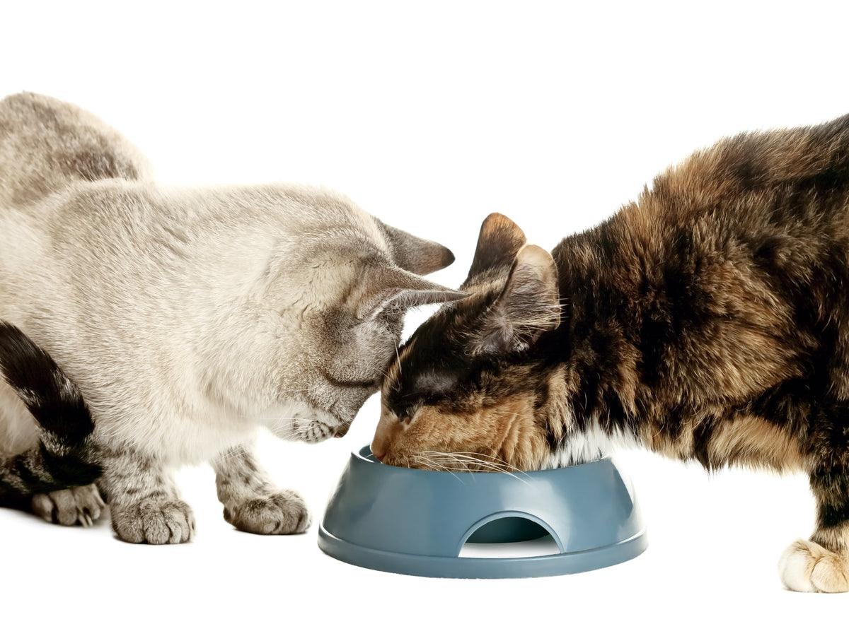 How to Stop Cats From Eating Each Other's Food