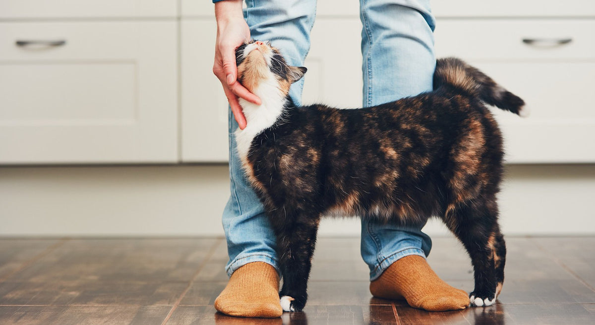 Top 5 benefits of automatic pet feeders