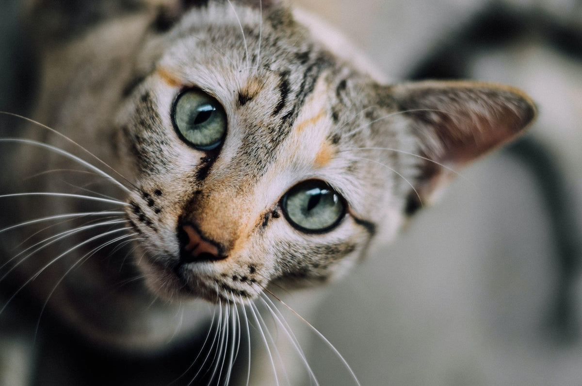 How to Tell if Your Cat is Underweight and What to Do About It
