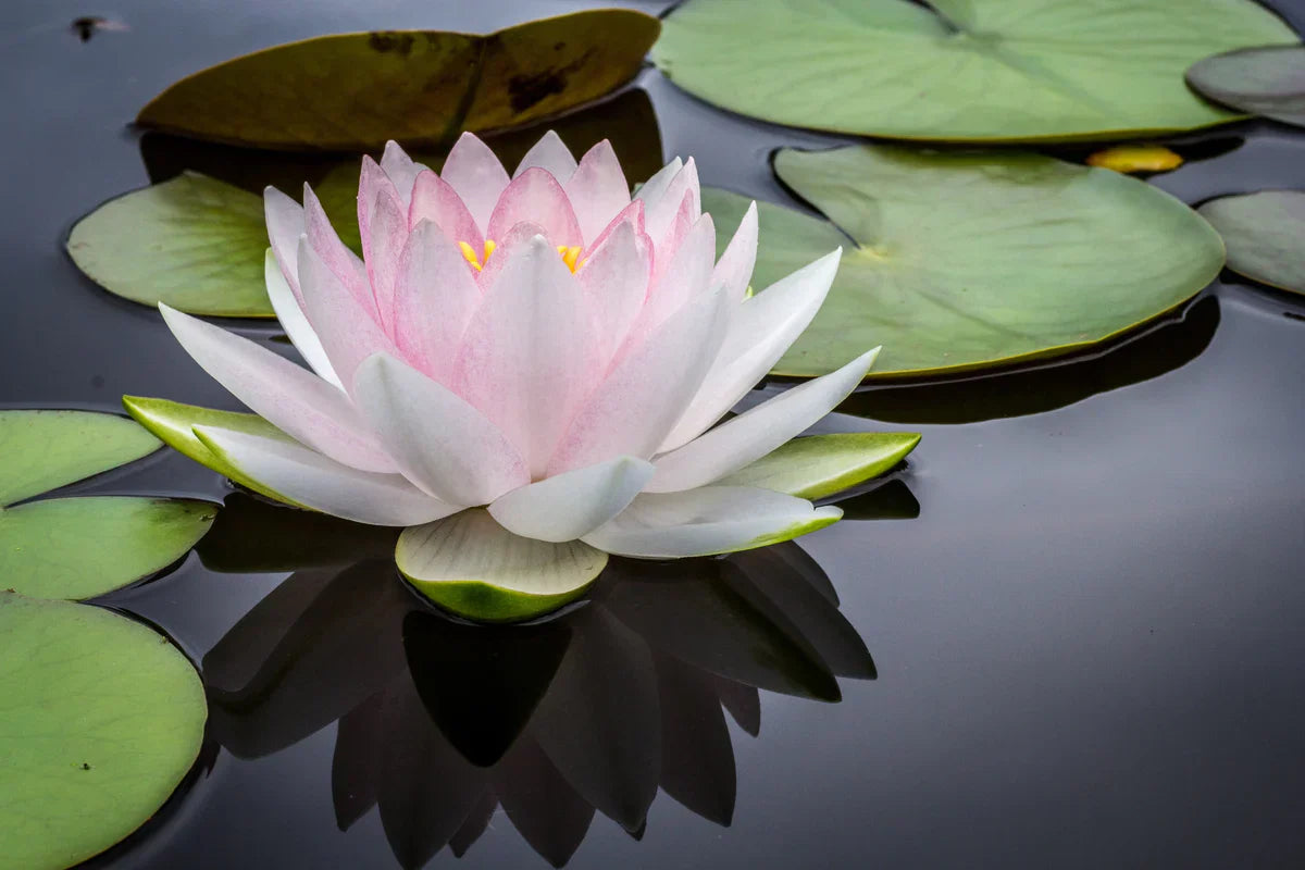 The Best 12 Deep-Water Pond Plants