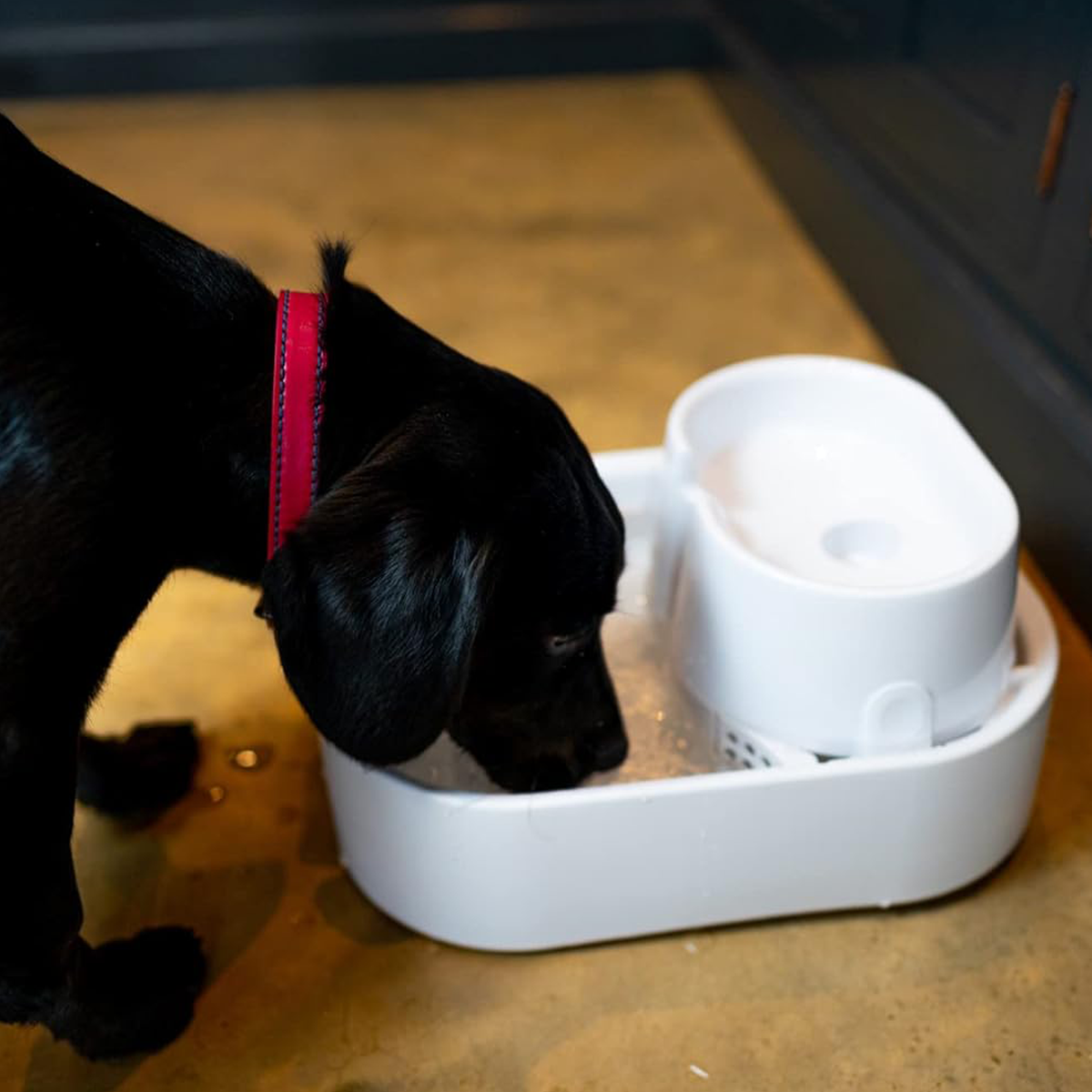 A black dog with a red collar drinks out of the pet fountain. 