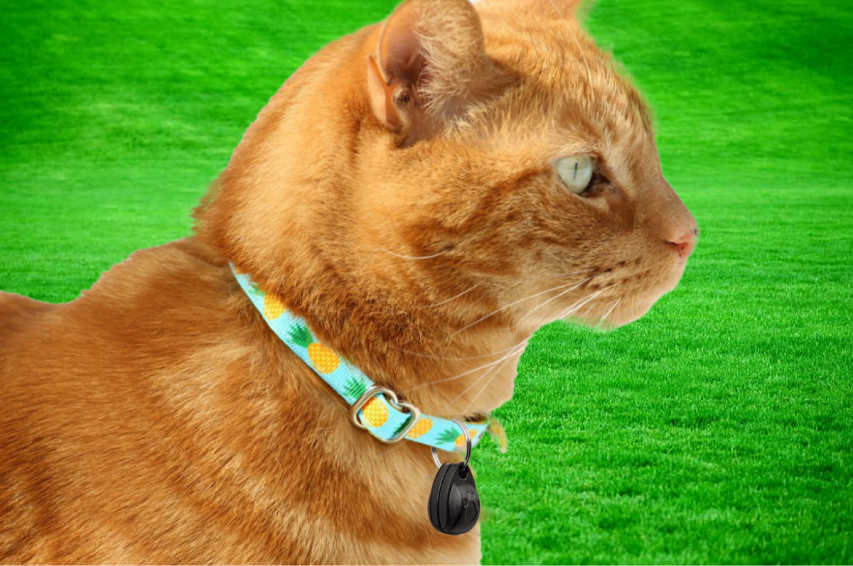 A lifestyle image of a ginger cat wearing a  blue and pineapple print collar demonstrating the size and look of the collar magnet on a cat. 